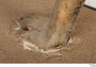 Striped Hyena Hyaena hyaena foot 0020.jpg